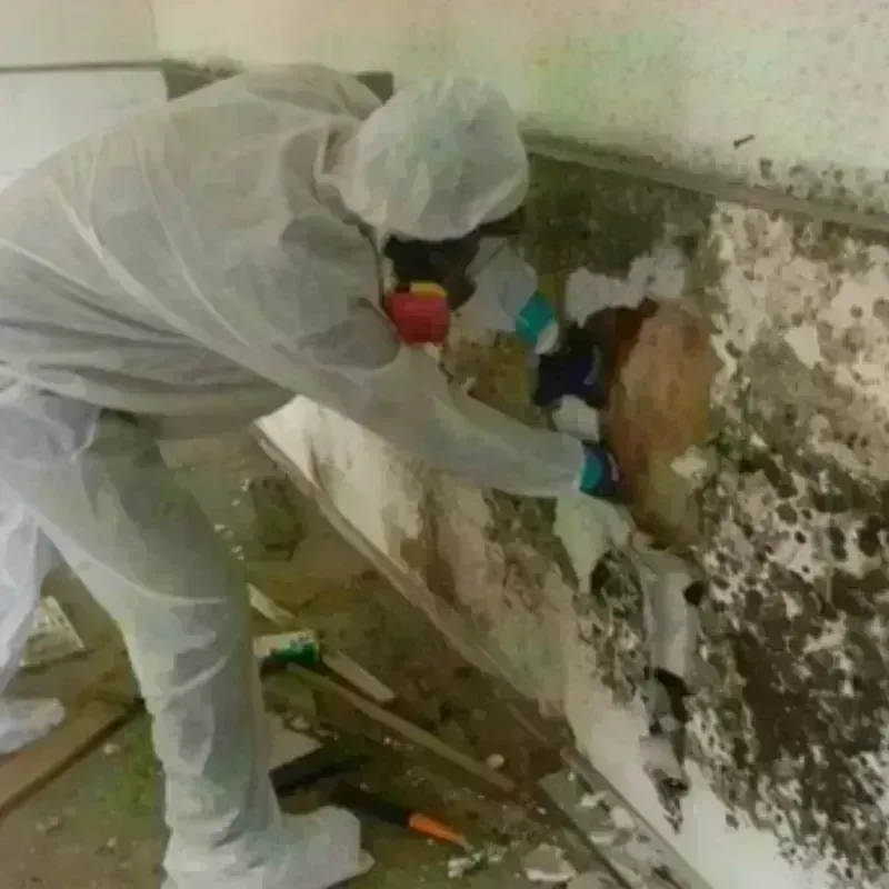 Mold Remediation and Removal in Century City, CA